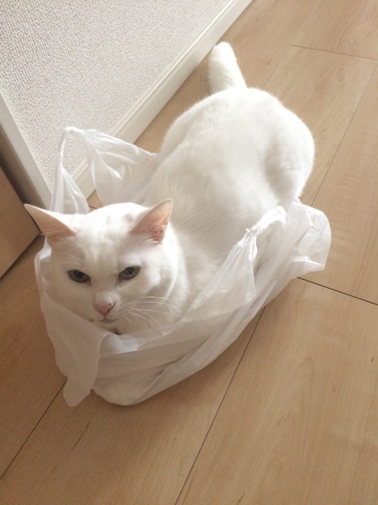 ビニール袋で遊ぶ猫