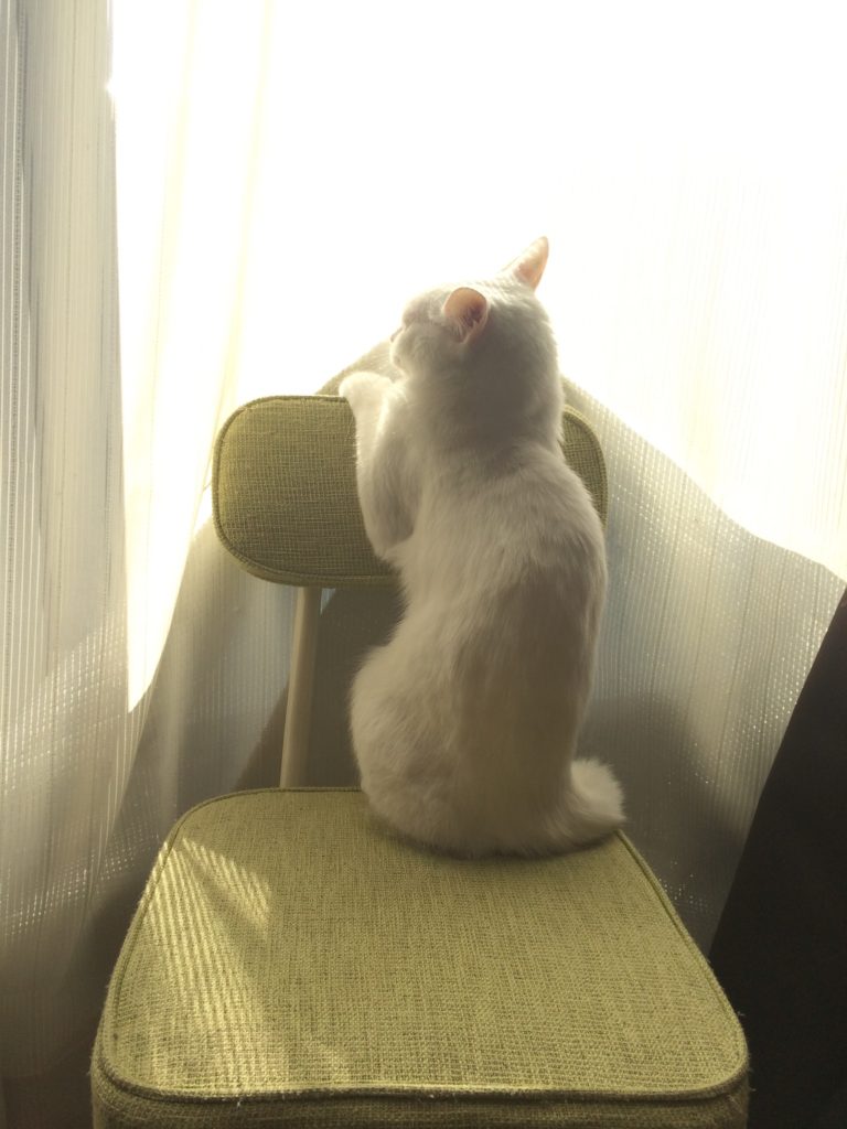 椅子の上から窓を見る猫