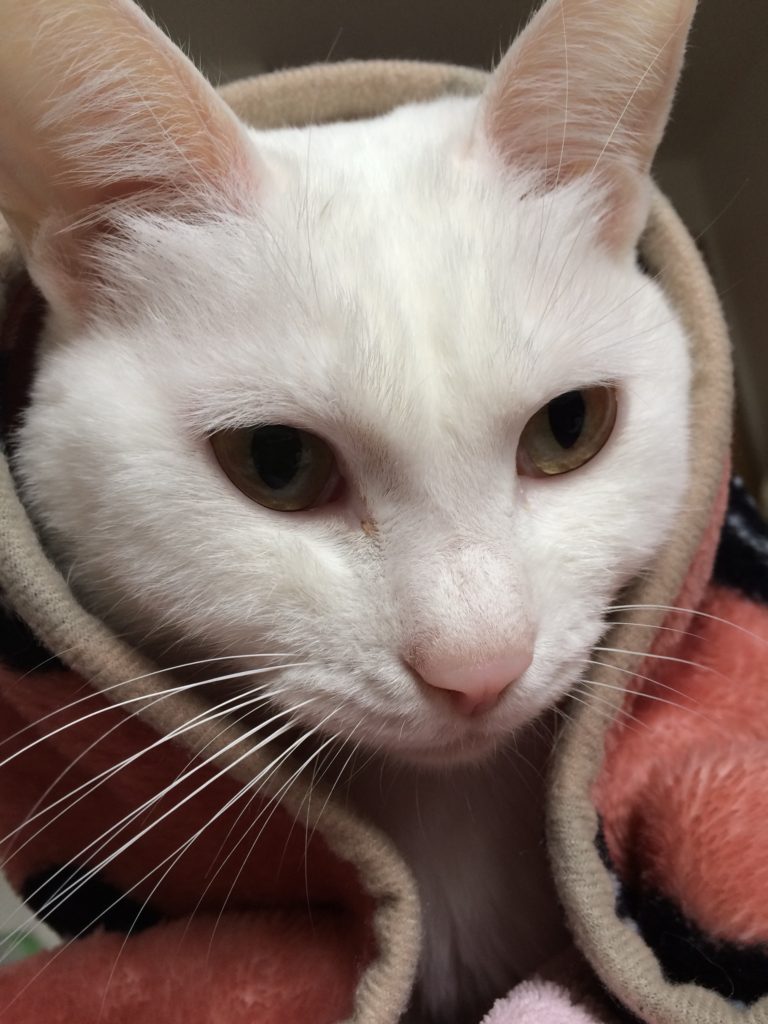 ほっかむりよねこ