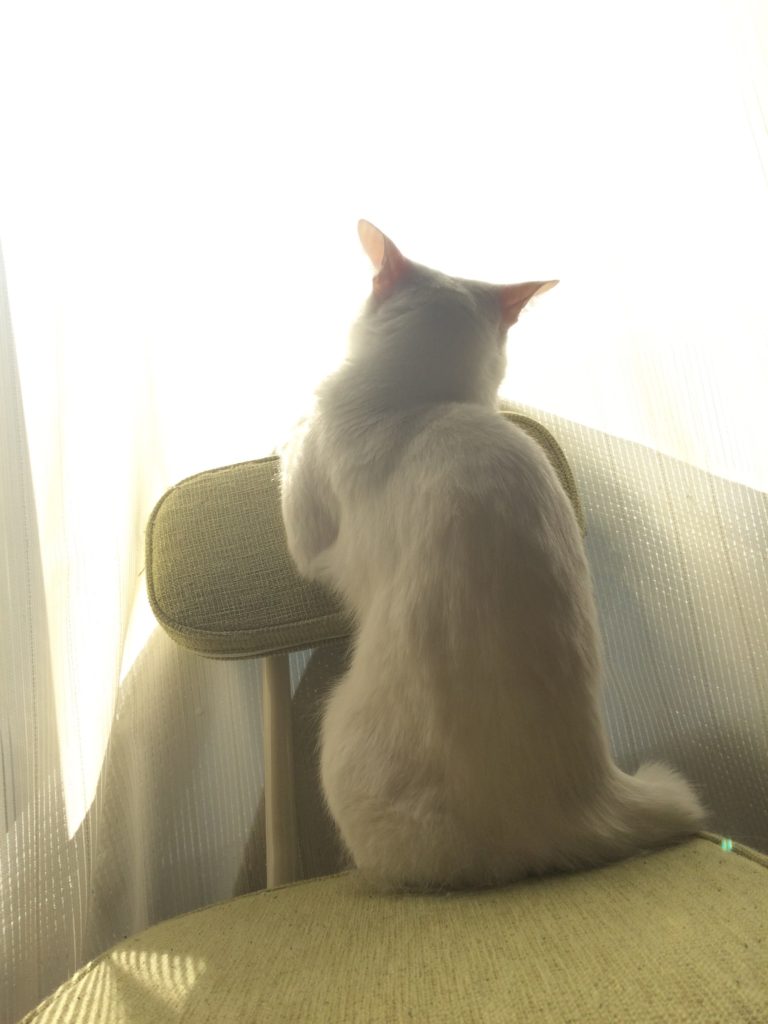 椅子の上から窓を見る猫