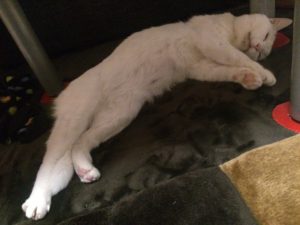 寝方が人みたいだね