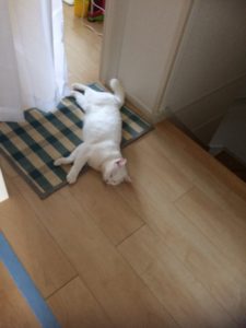 真夏日だから・・